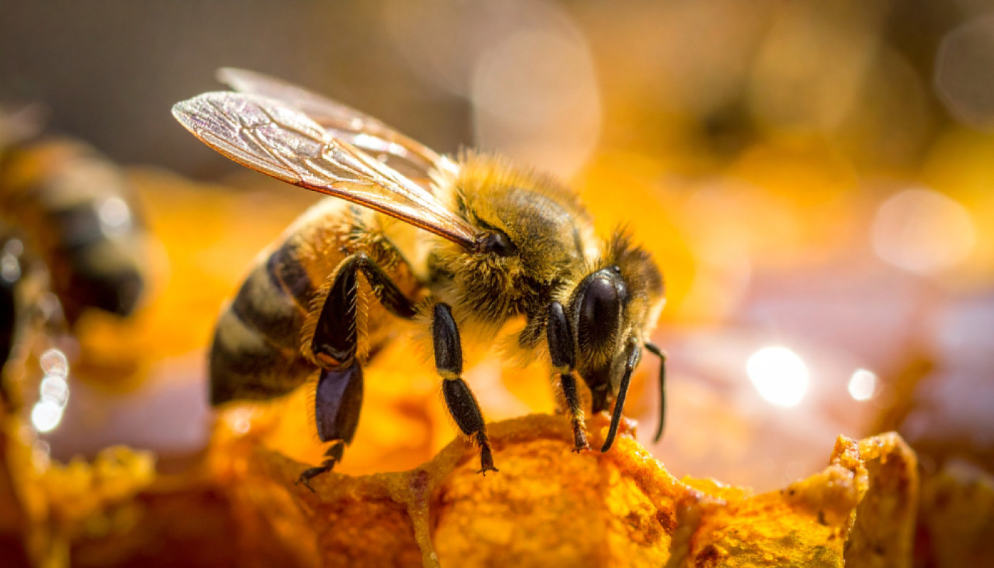 Que faire quand on découvre un début de nid d’abeille ?